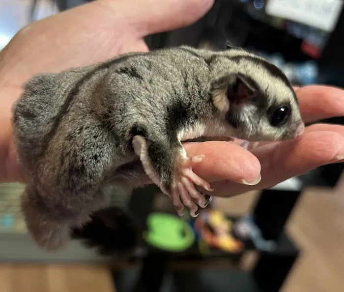 HM's Reptiphibians Exotic Pet Store Picture 3
