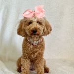 VCA Animal Hospitals Urgent Care - Tustin