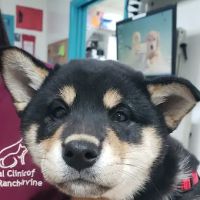 Animal Clinic of Tustin Ranch Irvine ico