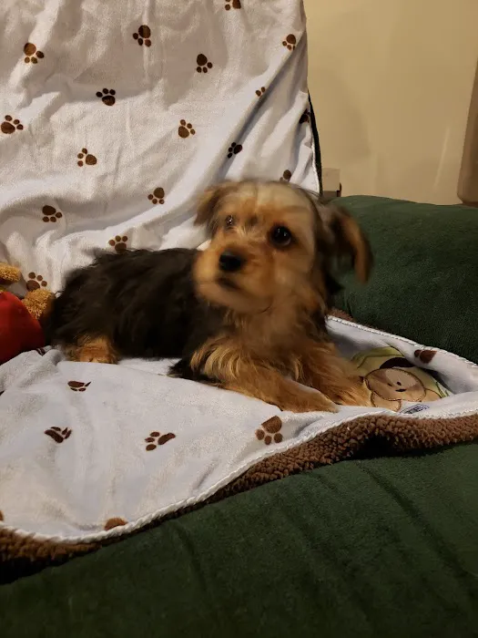 Patience's Puppies Picture 3