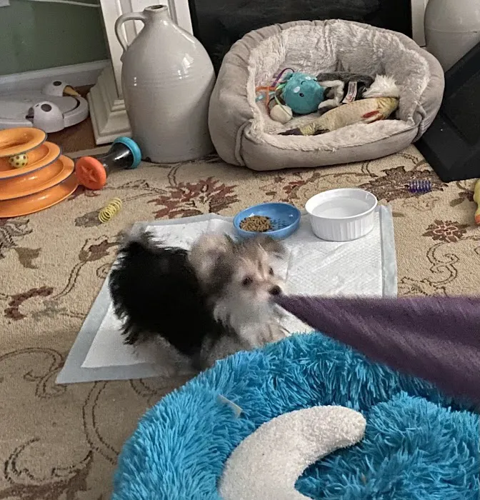 Patience's Puppies Picture 2