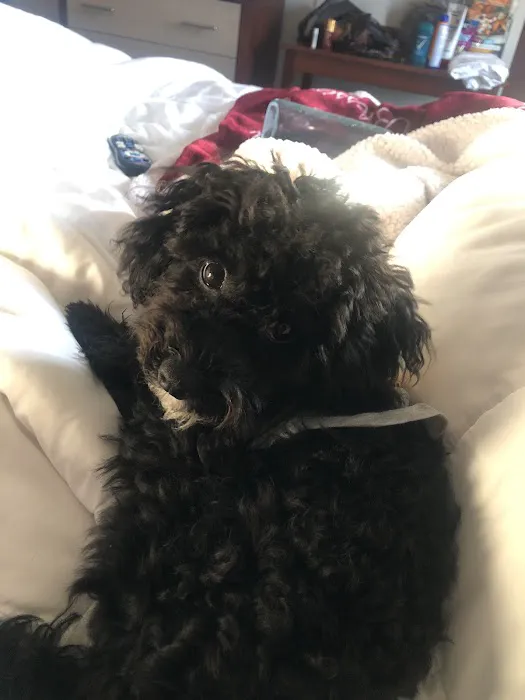 Patience's Puppies Picture 5