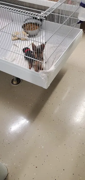Patience's Puppies Picture 8
