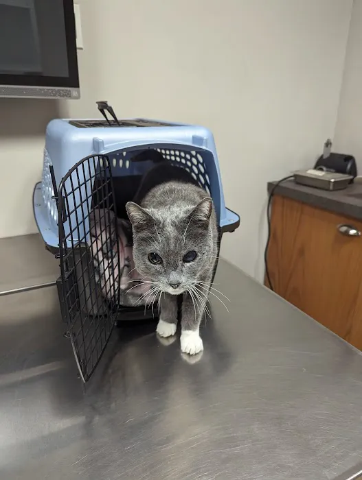 Saddleback Animal Hospital Picture 2