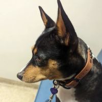 Saddleback Animal Hospital ico