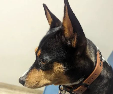 Saddleback Animal Hospital