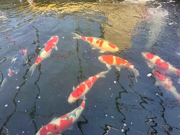 Miyabi Koi Farm Ltd. Picture 3
