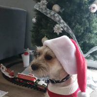 Banfield Pet Hospital ico