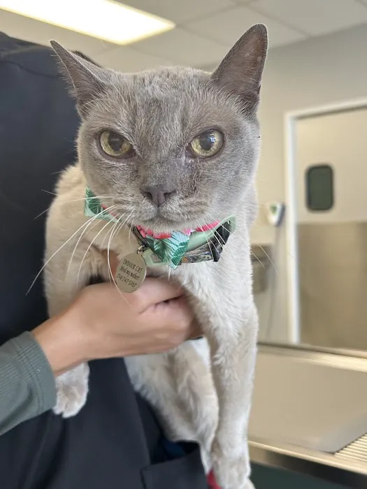 Tustin Village Animal Hospital Picture 5