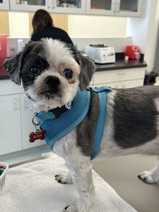 Tustin Village Animal Hospital Picture 9