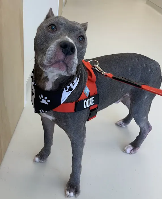 Tustin Village Animal Hospital Picture 8