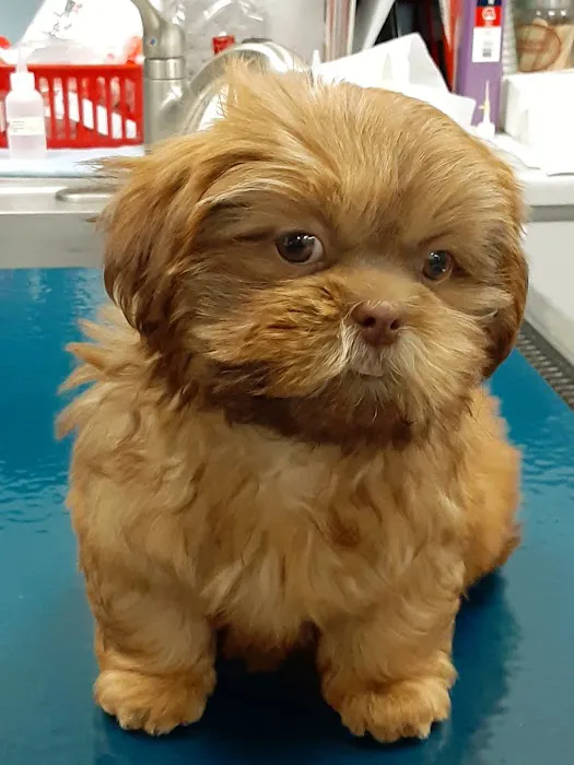 Tustana Animal Hospital Picture 2