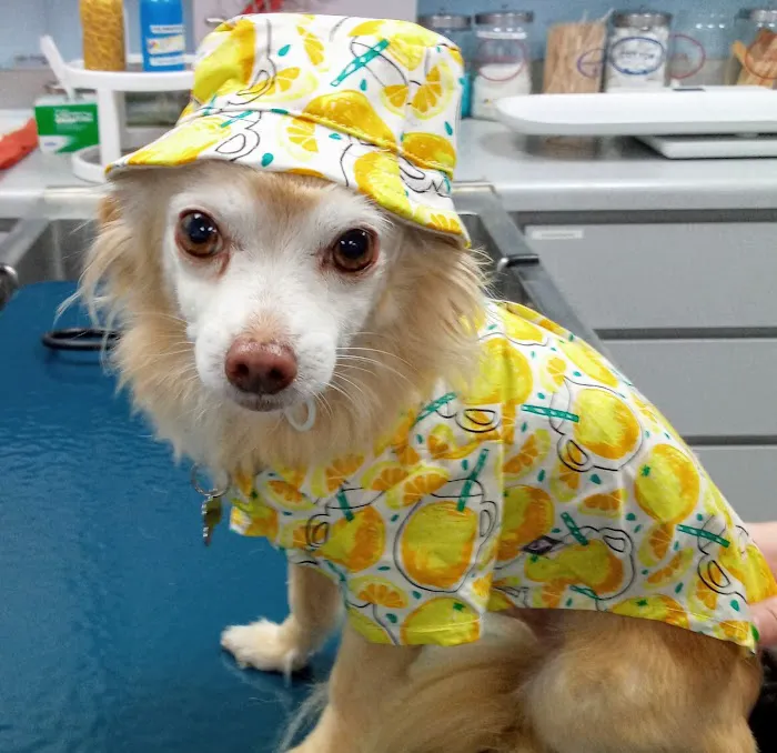 Tustana Animal Hospital Picture 3