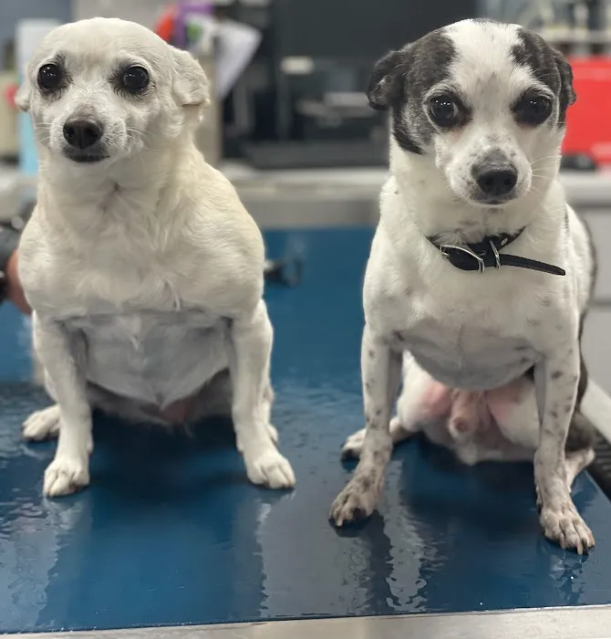 Tustana Animal Hospital Picture 4