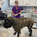 Tustana Animal Hospital