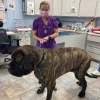 Tustana Animal Hospital ico