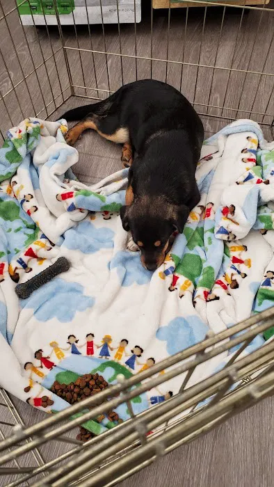 Pet Supplies Plus Woodlyn Picture 6