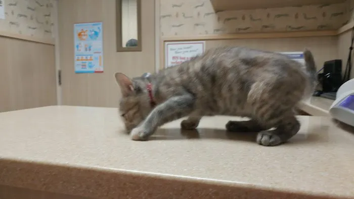 VCA Irvine North Park Animal Hospital Picture 2