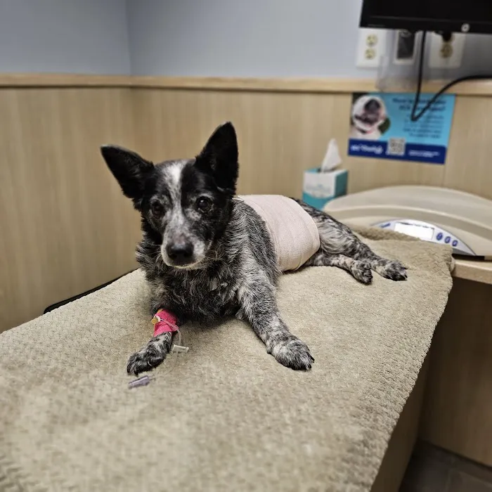 VCA Irvine North Park Animal Hospital Picture 8