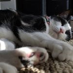 VCA Irvine North Park Animal Hospital