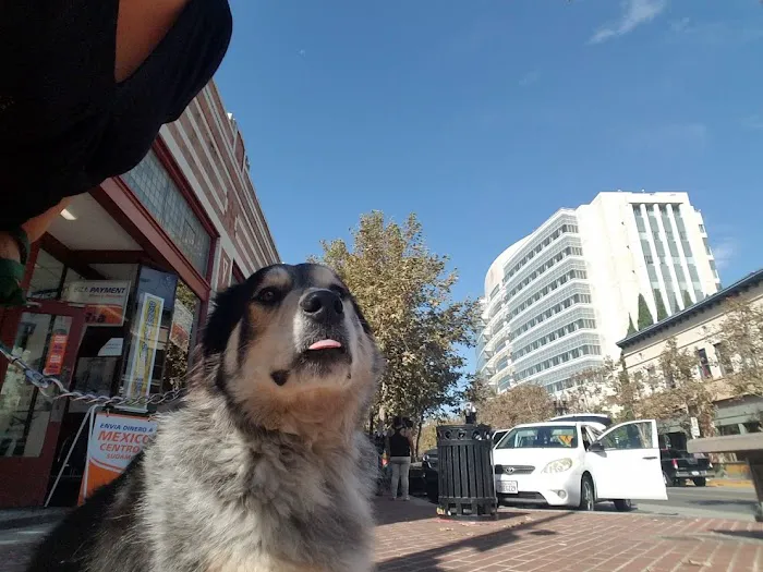 Home Pet Euthanasia of Southern California Picture 3
