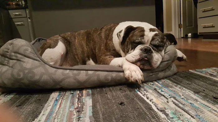 Home Pet Euthanasia of Southern California Picture 4