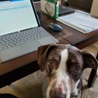 Home Pet Euthanasia of Southern California ico