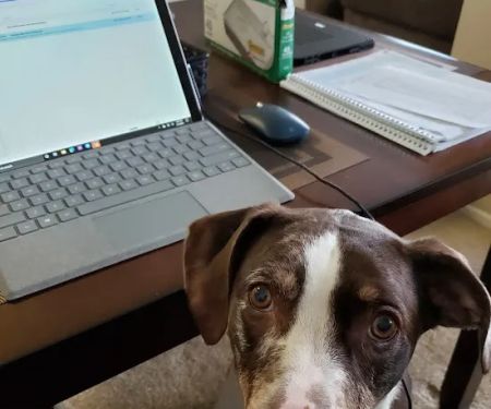 Home Pet Euthanasia of Southern California