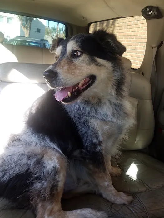 Home Pet Euthanasia of Southern California Picture 7
