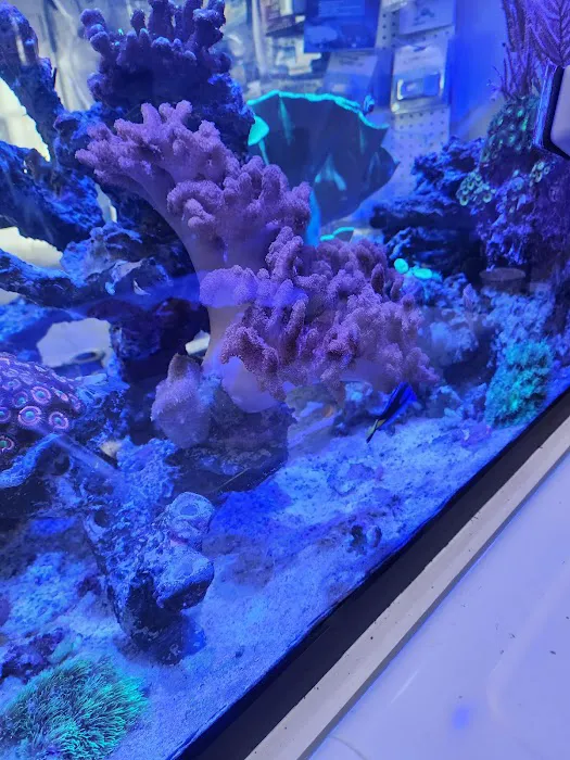 Mini Reef Picture 5