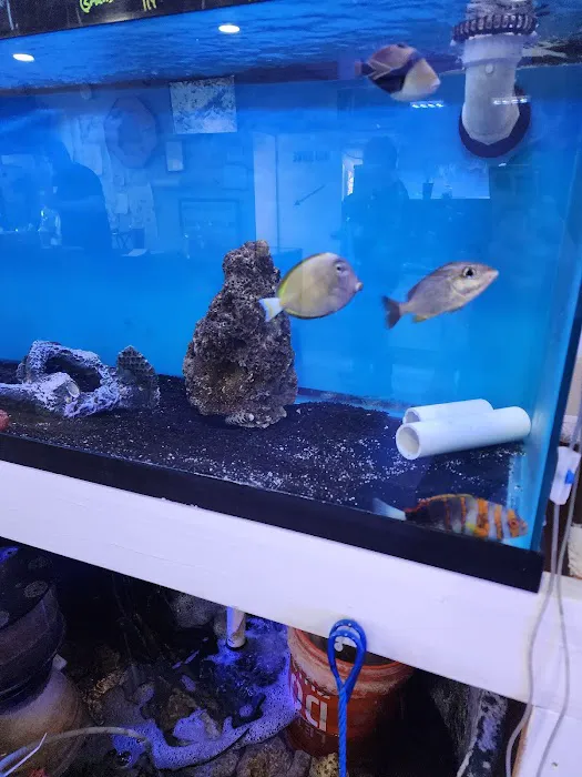 Mini Reef Picture 2