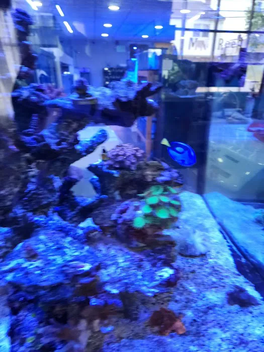 Mini Reef Picture 3