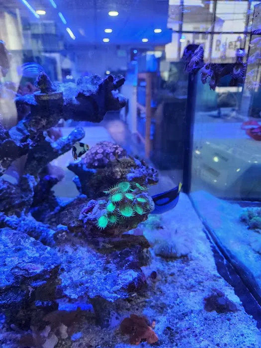 Mini Reef Picture 4