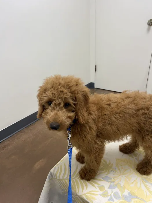 Amigo Animal Hospital Picture 4