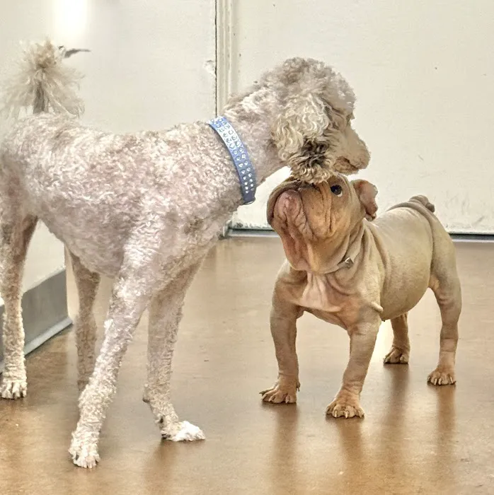 Amigo Animal Hospital Picture 9