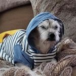 Amigo Animal Hospital