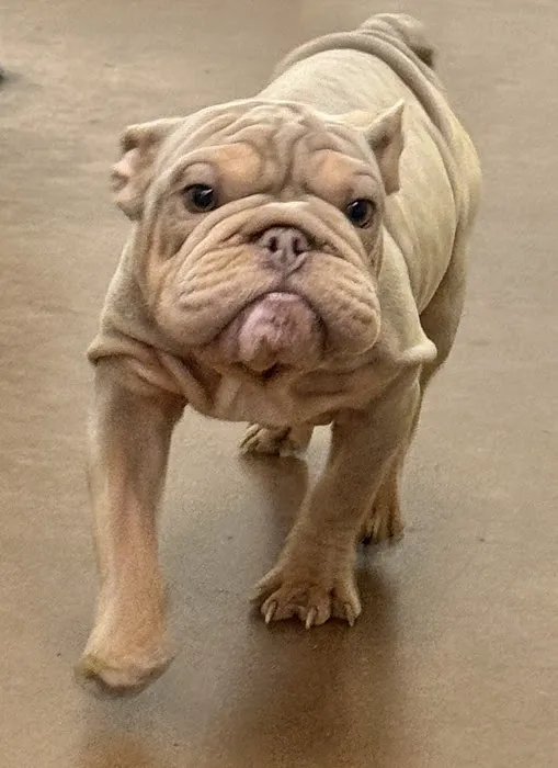 Amigo Animal Hospital Picture 10