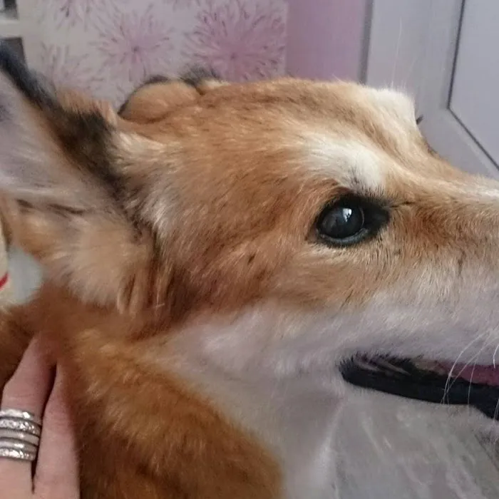Amigo Animal Hospital Picture 8