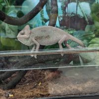 Petco ico