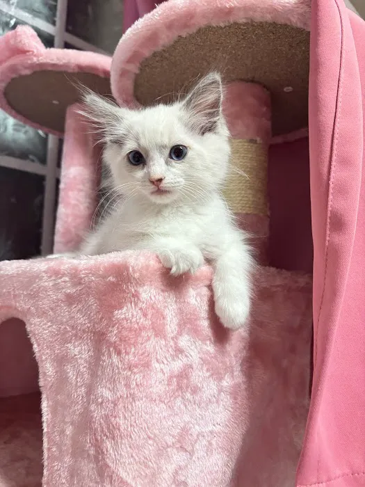 Ragdoll Kittens by CiCi Picture 3