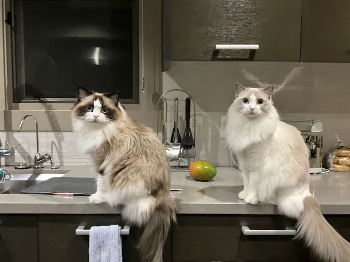 Ragdoll Kittens by CiCi Picture 2