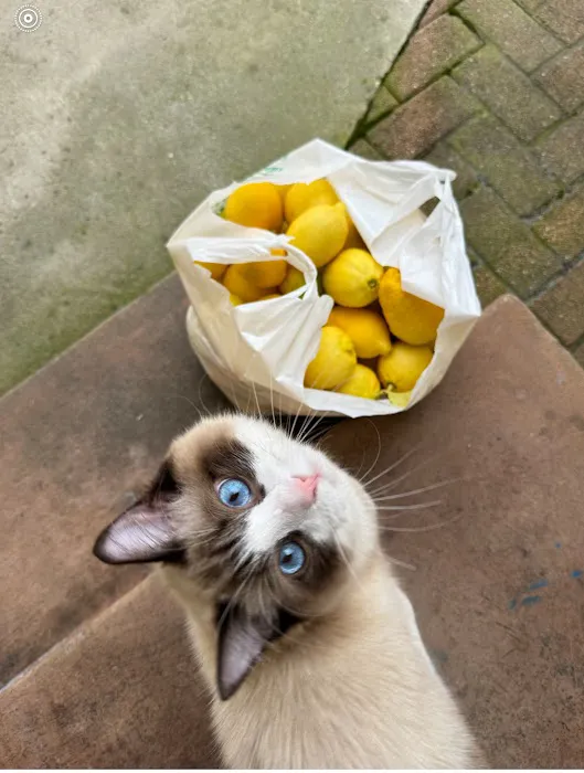 Ragdoll Kittens by CiCi Picture 5