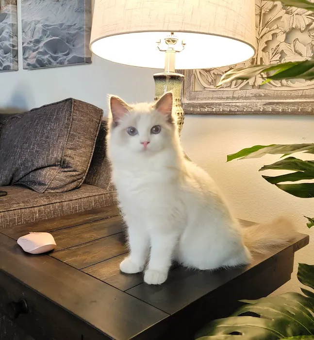 Ragdoll Kittens by CiCi Picture 1