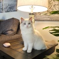Ragdoll Kittens by CiCi ico