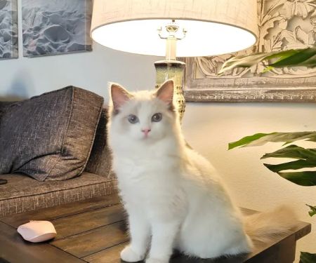Ragdoll Kittens by CiCi