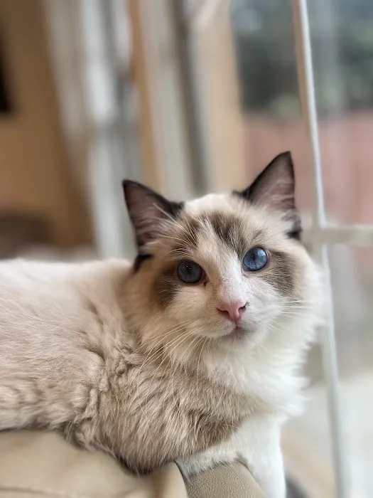 Ragdoll Kittens by CiCi Picture 4