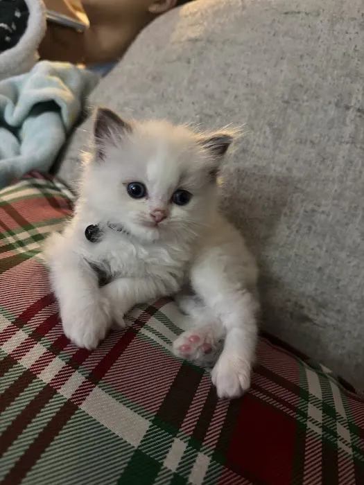 Ragdoll Kittens by CiCi Picture 8