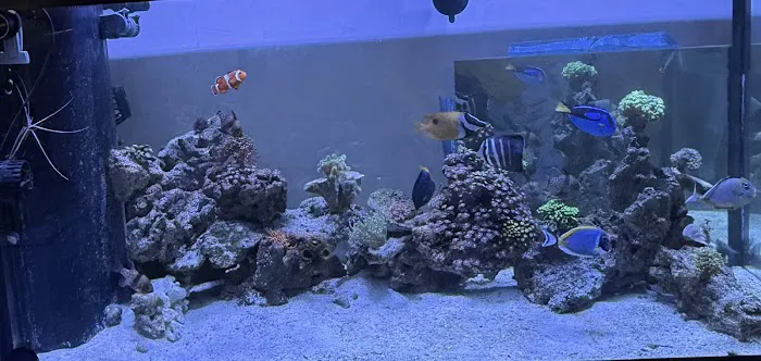 Main Line Coral Gardens Picture 2
