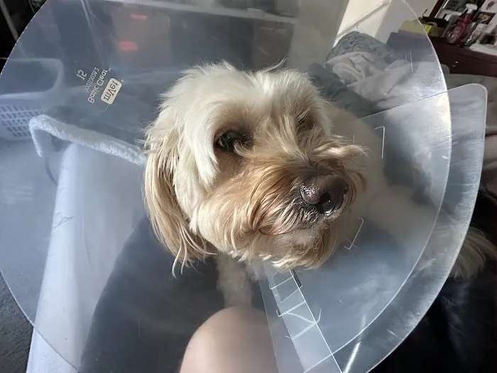 Fountain Valley Emergency Pet Hospital Picture 8