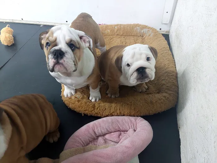English Bulldog Central Llc Picture 1